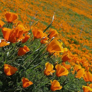100+ Eschscholzia Mix Seeds, California Poppy, Eschscholzia Californica, Mixed Color Poppy Flowers, Easy Annual Garden Flowers image 2