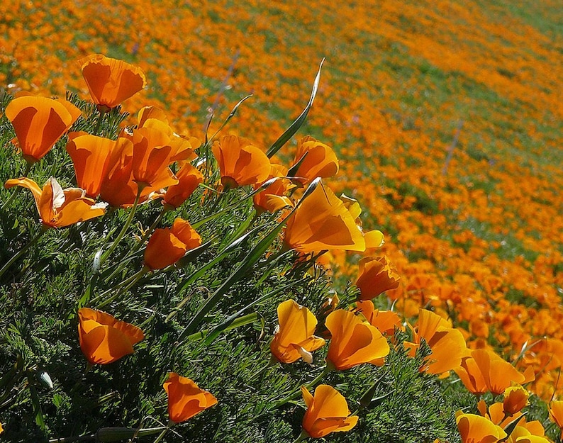 100+ Eschscholzia Mix Seeds, California Poppy, Eschscholzia Californica, Mixed Color Poppy Flowers, Easy Annual Garden Flowers image 2