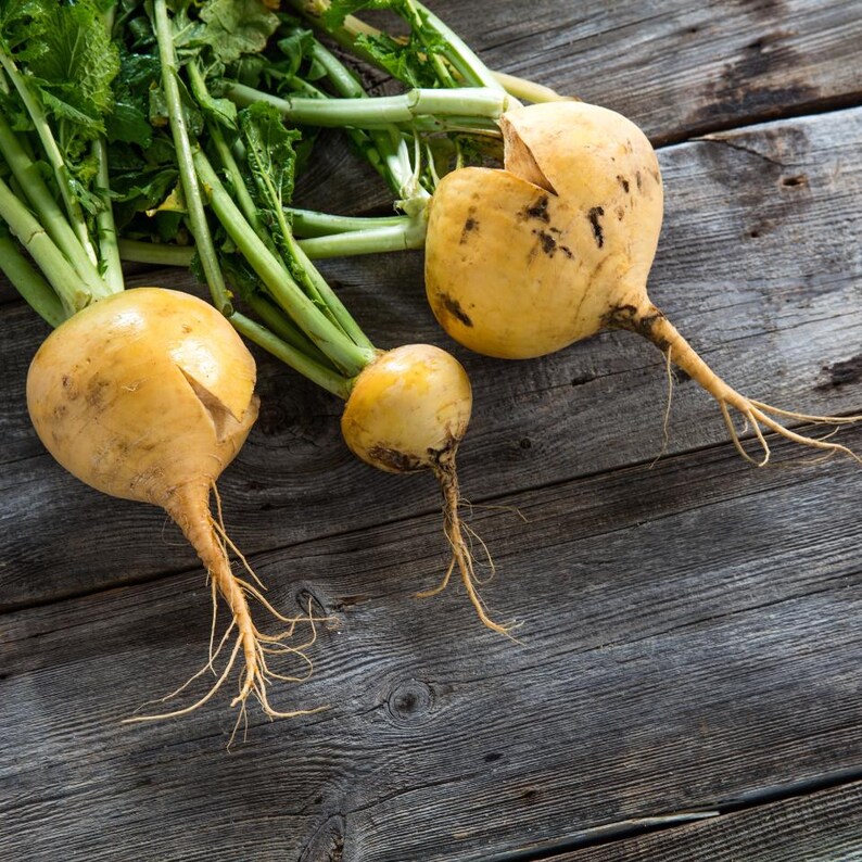 Über 100 Samen der Russischen Goldrübe (Brassica rapa, Petrovsky-Wurzelgemüse). Bild 9