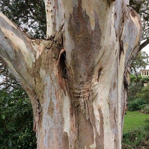 Más de 200 semillas de eucalipto rojo de bosque, Eucalyptus tereticornis, árbol de eucalipto de sombra imagen 1
