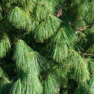 20-50 Samen der Himalaya-Kiefer (Excelsa-Kiefer, Weiße Butan-Kiefer, Pinus wallichiana) Bild 9