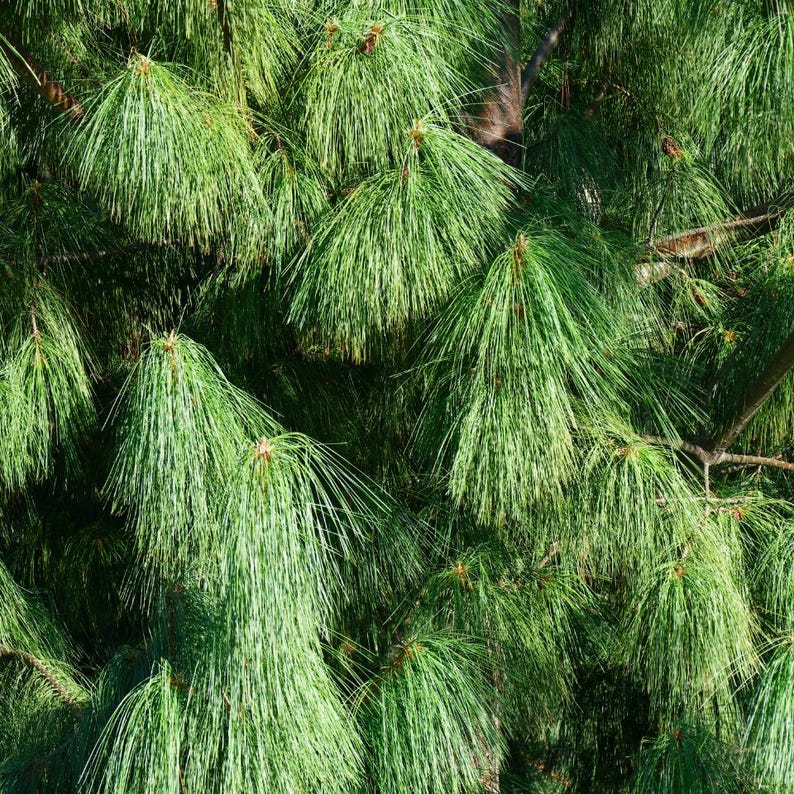 20-50 Samen der Himalaya-Kiefer (Excelsa-Kiefer, Weiße Butan-Kiefer, Pinus wallichiana) Bild 9