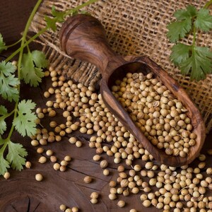 150+ Coriander Seeds, Coriandrum sativum, Cilantro Herb, Kinza image 10