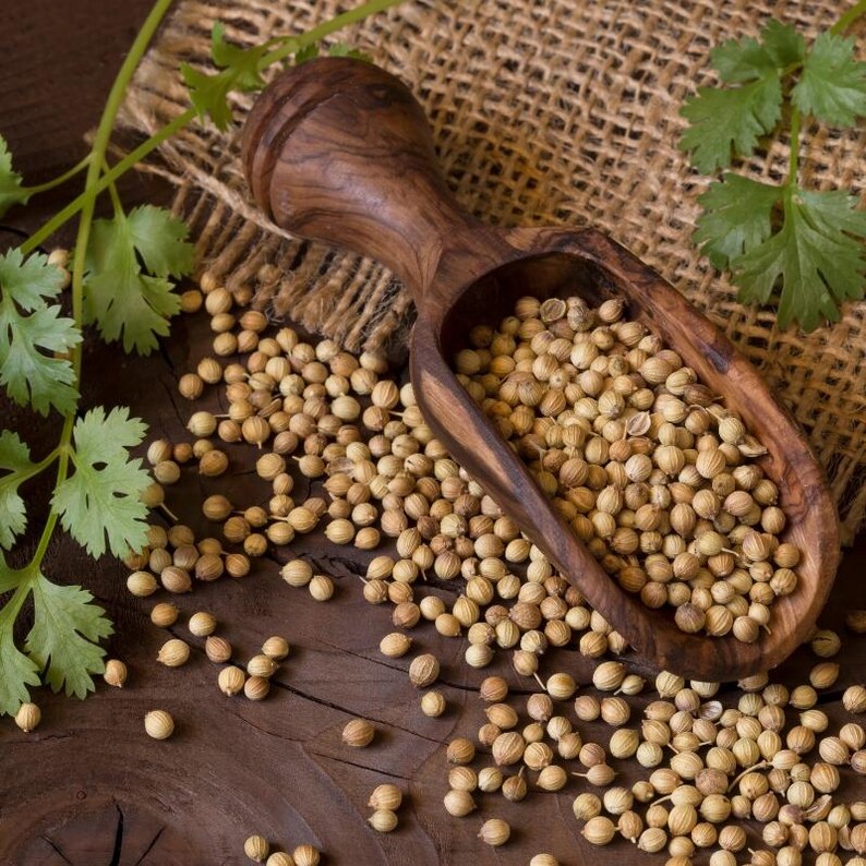 150+ Coriander Seeds, Coriandrum sativum, Cilantro Herb, Kinza image 10