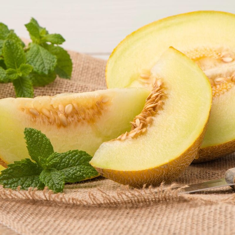 25+ Yellow melon Seeds, Cucumis melo, Pumpkins, gourds and melons image 5