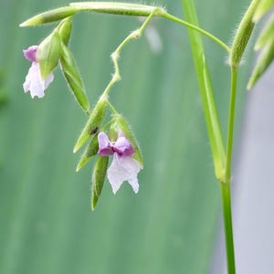 May include: A delicate plant stem featuring two small, drooping flowers with light purple and white petals. The green, slender stem and pointed, fuzzy green bracts surround the blossoms, which hang downwards from thin, branching stalks.