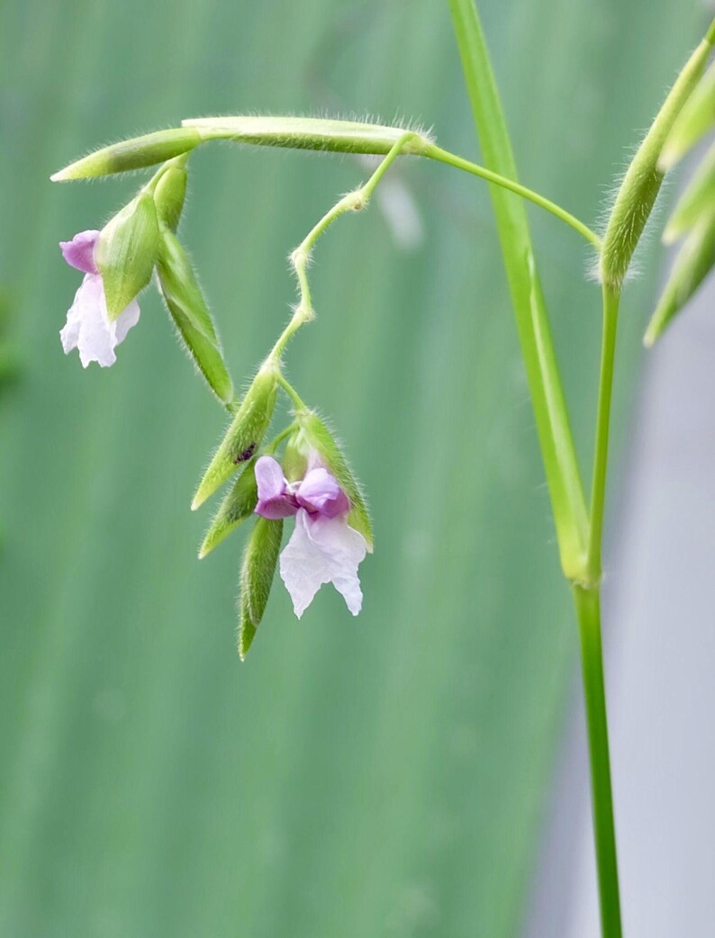 May include: A delicate plant stem featuring two small, drooping flowers with light purple and white petals. The green, slender stem and pointed, fuzzy green bracts surround the blossoms, which hang downwards from thin, branching stalks.