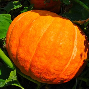 15+ Orange Kürbiskerne, Cucurbita orange, Kürbisse, Flaschenkürbisse und Melonen Bild 9