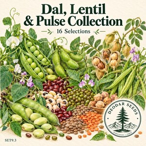 Dal Lentil & Pulse Collection Seeds, 16 Seed Varieties, 665+ Seeds, Dal, Lentil, Moong