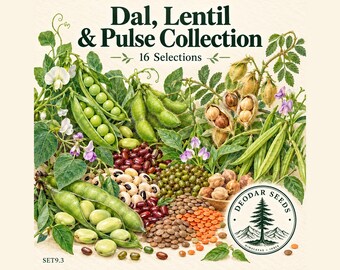 665+ Dal Lentil & Pulse Collection Seeds, 16 Seed Varieties, Dal, Lentil, Moong
