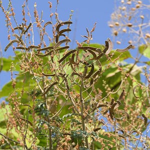 30-60 semillas de acacia de corteza blanca, Acacia Leucophloea, acacia de tallo blanco, acacia espinosa, acacia india, semillas de árboles tropicales imagen 7