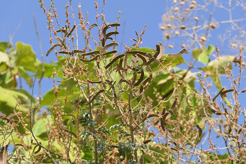 30-60 semillas de acacia de corteza blanca, Acacia Leucophloea, acacia de tallo blanco, acacia espinosa, acacia india, semillas de árboles tropicales imagen 7