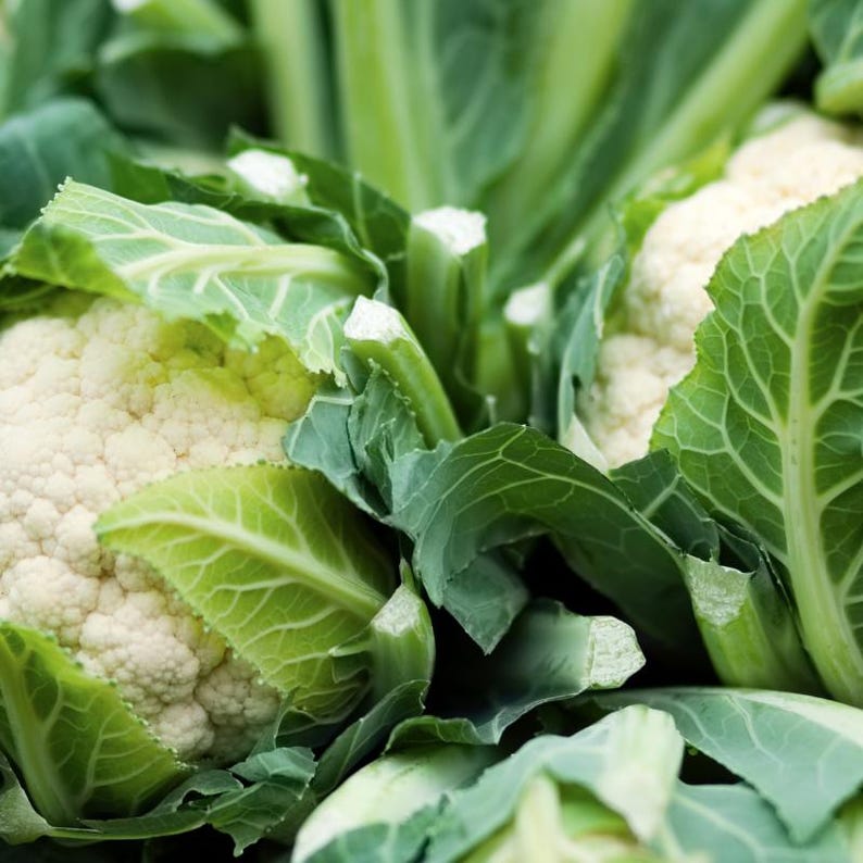 Meer dan 100 zaden van sneeuwbolbloemkool, Brassica oleracea, Kruisbloemigen afbeelding 6