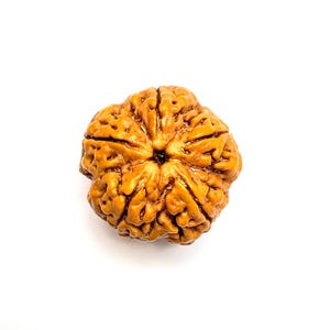 Puede incluir: Una cuenta de rudraksha marr&oacute;n individual que presenta una superficie natural profundamente texturizada con crestas y surcos verticales distintos que irradian desde el centro. La semilla tiene una forma redondeada y facetada con un acabado marr&oacute;n.