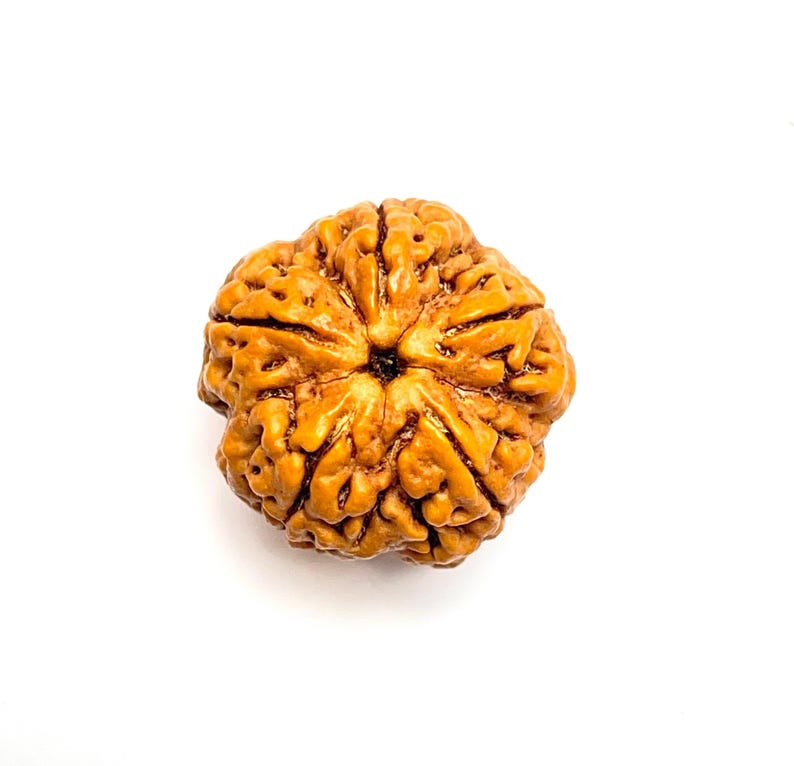 Puede incluir: Una cuenta de rudraksha marr&oacute;n individual que presenta una superficie natural profundamente texturizada con crestas y surcos verticales distintos que irradian desde el centro. La semilla tiene una forma redondeada y facetada con un acabado marr&oacute;n.