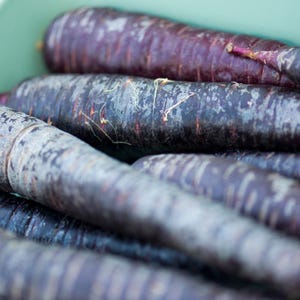 Más de 200 semillas de zanahoria negra, Daucus carota, zanahoria morada negra, hortaliza de raíz. imagen 3