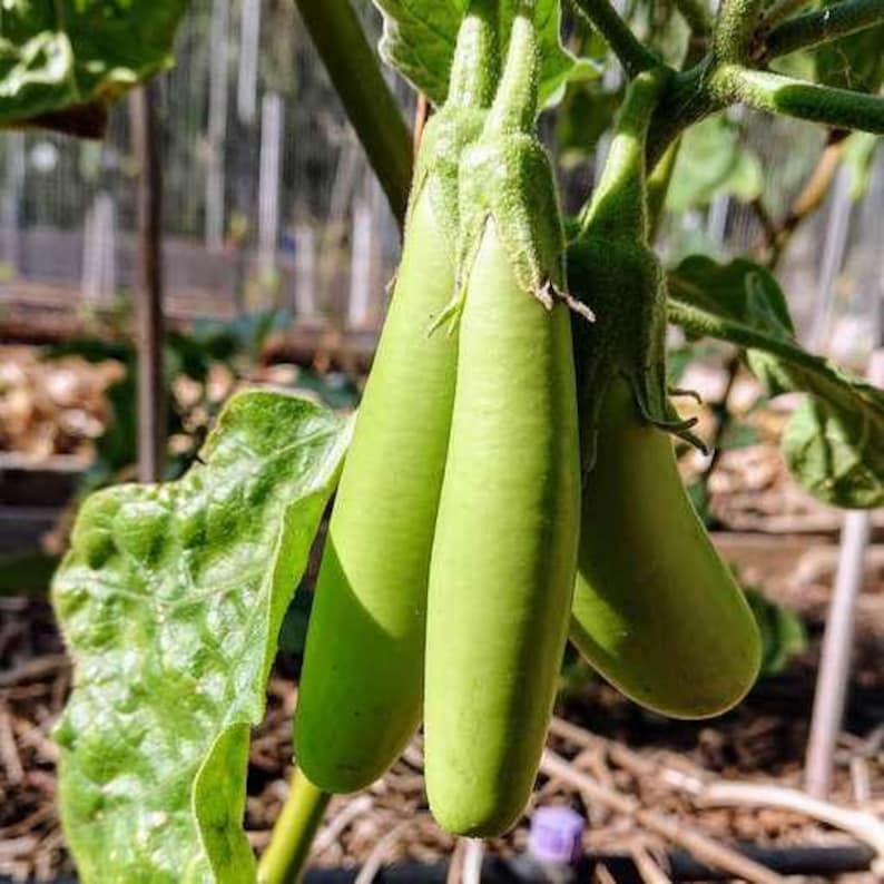 Puede incluir: Tres berenjenas largas, delgadas y de color verde claro cuelgan de un tallo. Cada berenjena presenta una piel lisa y mate con un c&aacute;liz texturizado de color verde claro en la parte superior. Los vegetales est&aacute;n dispuestos verticalmente entre hojas verdes.
