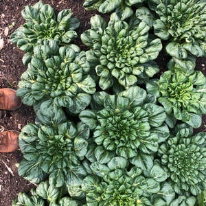 Puede incluir: Un grupo de plantas de tatsoi de color verde vibrante que crecen en tierra oscura, con hojas gruesas en forma de cuchara dispuestas en un denso patr&oacute;n de roseta circular. Las verduras de hoja tienen una textura brillante con venas verde claro.