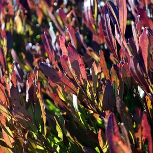 25-100 zaden van de hopstruik (Dodonaea viscosa), een haagstruik. afbeelding 7
