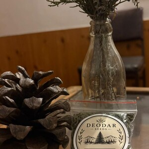May include: A clear glass bottle containing dried greenery, a large brown pinecone, and a small plastic bag filled with green seeds. The bag features a circular label with the text DEODAR SEEDS, a mountain and tree illustration, and the words GROW COLLECT PRESERVE.