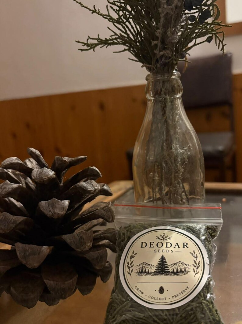 May include: A clear glass bottle containing dried greenery, a large brown pinecone, and a small plastic bag filled with green seeds. The bag features a circular label with the text DEODAR SEEDS, a mountain and tree illustration, and the words GROW COLLECT PRESERVE.