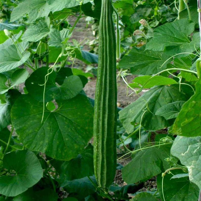 Op de afbeelding: Een lange, slanke, donkergroene luffa-vrucht die verticaal aan een rank hangt. De groente heeft opvallende ribbels in de lengte en wordt omringd door grote, brede, hartvormige groene bladeren en dunne, krullende ranken.
