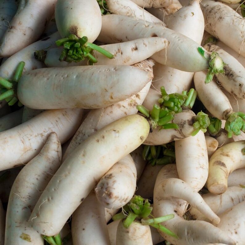 Oltre 100 semi di ravanello bianco (ravanello daikon), Raphanus sativus, Crucifere immagine 5