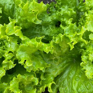 Pu&ograve; includere: Un cespo di lattuga a foglia larga con foglie increspate di colore verde brillante e una consistenza croccante. Il fogliame &egrave; densamente raggruppato e mostra varie sfumature di verde lime e smeraldo su tutta la struttura organica e ondulata.