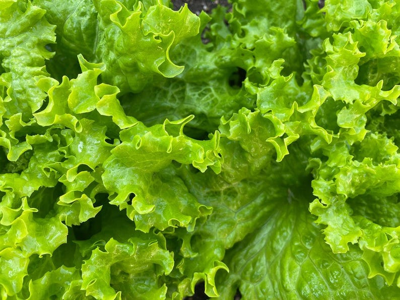 Pu&ograve; includere: Un cespo di lattuga a foglia larga con foglie increspate di colore verde brillante e una consistenza croccante. Il fogliame &egrave; densamente raggruppato e mostra varie sfumature di verde lime e smeraldo su tutta la struttura organica e ondulata.