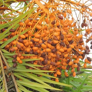 May include: A large cluster of oval-shaped dates hanging from a palm tree. The fruit displays a gradient of colours, ranging from bright yellow and orange to deep brown, attached to a thick, light-coloured stem amidst long, pointed green palm fronds.