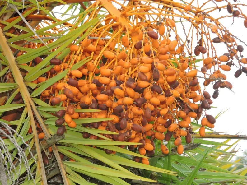 May include: A large cluster of oval-shaped dates hanging from a palm tree. The fruit displays a gradient of colours, ranging from bright yellow and orange to deep brown, attached to a thick, light-coloured stem amidst long, pointed green palm fronds.