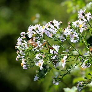 15+ Panicled Aster Seeds, Symphyotrichum lanceolatum, Lance-Leaved Wildflower image 3
