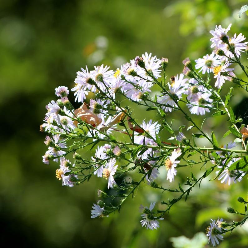 15+ Panicled Aster Seeds, Symphyotrichum lanceolatum, Lance-Leaved Wildflower image 3