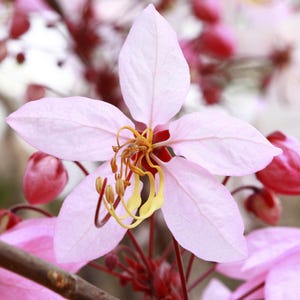 Puede incluir: Una flor de color rosa p&aacute;lido con cinco p&eacute;talos delicados y estambres amarillos curvos y prominentes en el centro. La flor est&aacute; rodeada por varios capullos cerrados de color rosa oscuro y otras flores parcialmente visibles en ramas marrones.