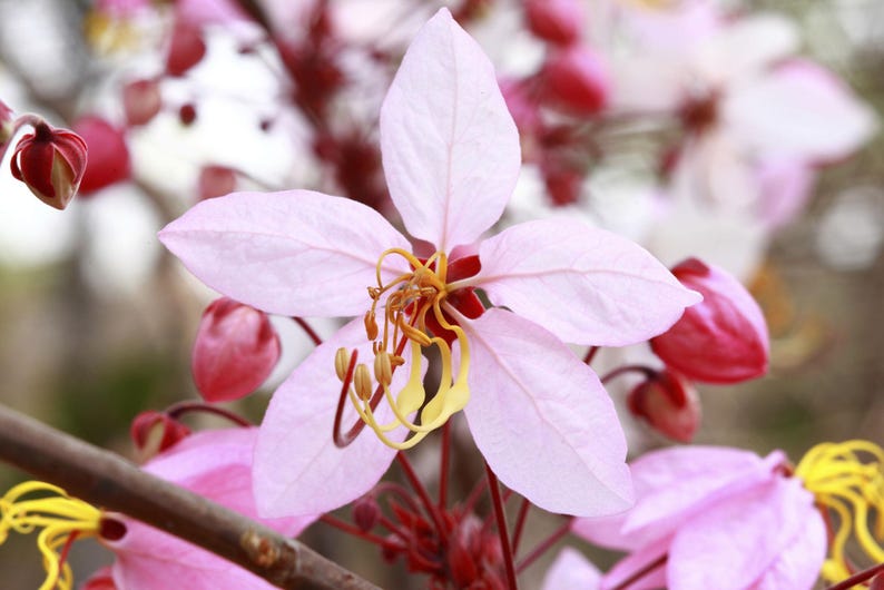 Puede incluir: Una flor de color rosa p&aacute;lido con cinco p&eacute;talos delicados y estambres amarillos curvos y prominentes en el centro. La flor est&aacute; rodeada por varios capullos cerrados de color rosa oscuro y otras flores parcialmente visibles en ramas marrones.