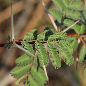 20-100 Semillas de Acacia Arábica, Vachellia nilotica, Árbol Babul, Goma India Acacia imagen 7