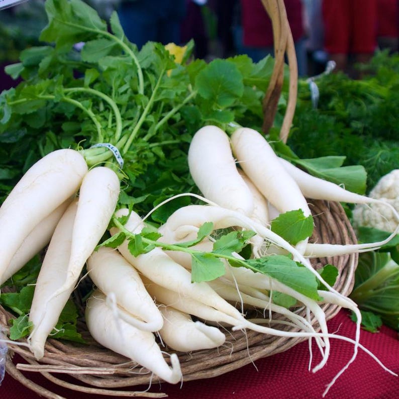 Oltre 100 semi di ravanello bianco (ravanello daikon), Raphanus sativus, Crucifere immagine 1