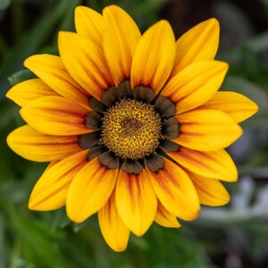 Peut inclure: Une fleur de gazania &eacute;clatante aux p&eacute;tales jaune vif avec des stries orange-rouge fonc&eacute; pr&egrave;s du centre. La fleur pr&eacute;sente un anneau brun fonc&eacute; entourant un disque central textur&eacute; jaune dor&eacute;, formant un motif radial sym&eacute;trique.
