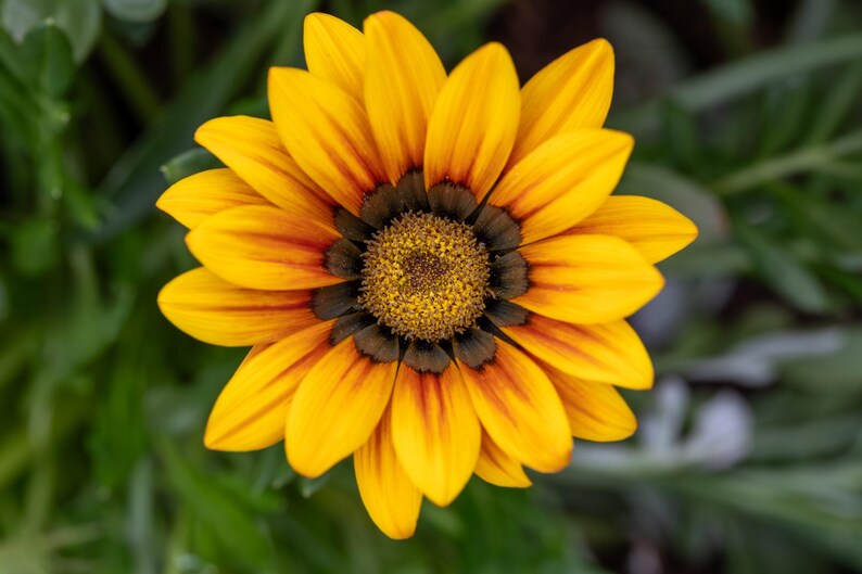 Peut inclure: Une fleur de gazania &eacute;clatante aux p&eacute;tales jaune vif avec des stries orange-rouge fonc&eacute; pr&egrave;s du centre. La fleur pr&eacute;sente un anneau brun fonc&eacute; entourant un disque central textur&eacute; jaune dor&eacute;, formant un motif radial sym&eacute;trique.