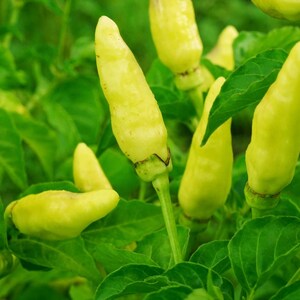 50+ Yellow chili pepper Seeds, Capsicum frutescens, Peppers image 4