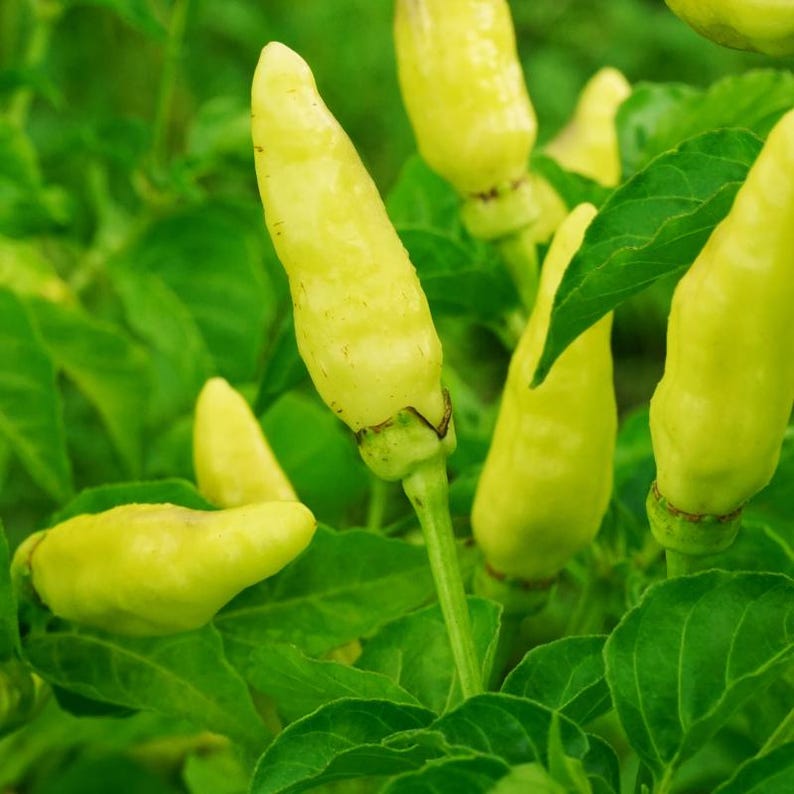 50+ Yellow chili pepper Seeds, Capsicum frutescens, Peppers image 4