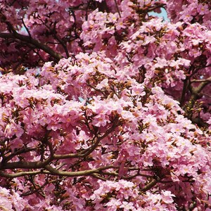 30 à 60 graines de Tabebuia rosea (arbre à trompettes roses), graines d'arbre à trompettes roses image 8