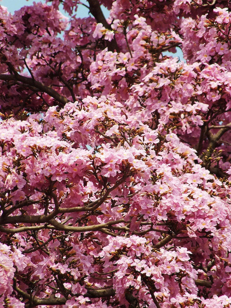 30 à 60 graines de Tabebuia rosea (arbre à trompettes roses), graines d'arbre à trompettes roses image 8