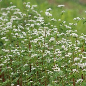 May include: A field of buckwheat plants featuring numerous small white flowers clustered at the top of thin, upright green and reddish stems. The plants have broad, heart-shaped green leaves and are densely packed together in a natural outdoor setting.