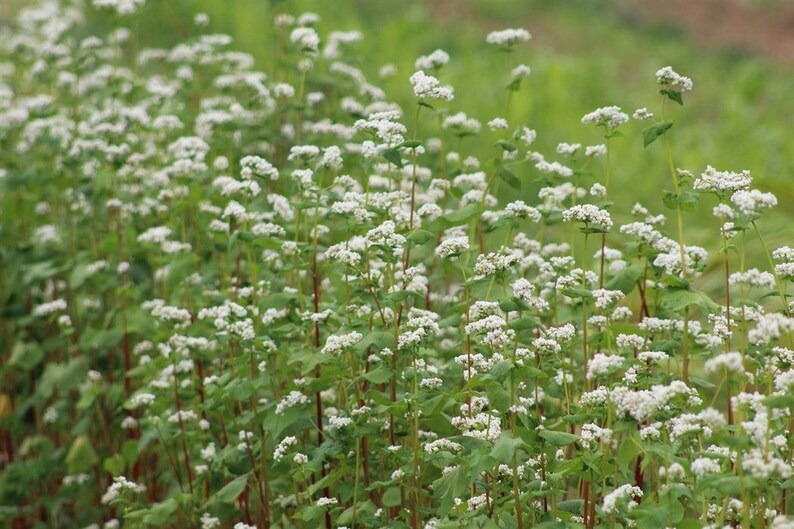 May include: A field of buckwheat plants featuring numerous small white flowers clustered at the top of thin, upright green and reddish stems. The plants have broad, heart-shaped green leaves and are densely packed together in a natural outdoor setting.