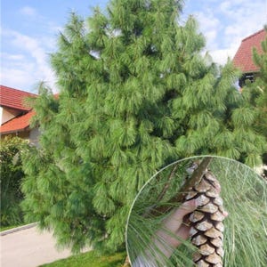 20-50 Samen der Himalaya-Kiefer (Excelsa-Kiefer, Weiße Butan-Kiefer, Pinus wallichiana) Bild 3