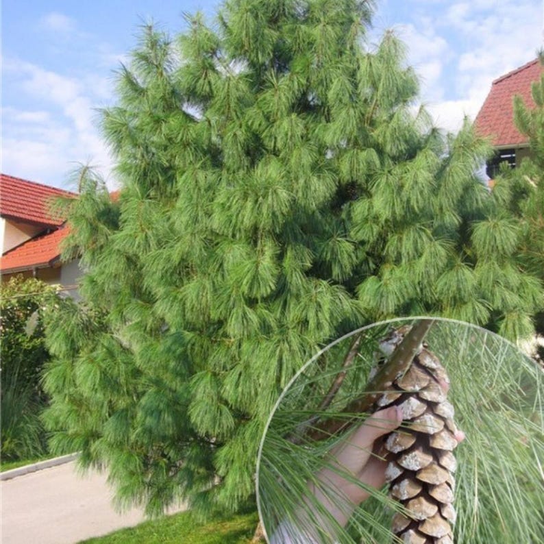 20-50 Samen der Himalaya-Kiefer (Excelsa-Kiefer, Weiße Butan-Kiefer, Pinus wallichiana) Bild 3