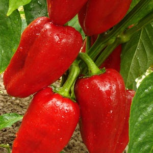 Puede incluir: Un grupo de pimientos rojos vibrantes que cuelgan del tallo de una planta verde. Los pimientos tienen una piel lisa y brillante con gotas de agua visibles en su superficie. Hojas verdes rodean los pimientos y el suelo es visible.