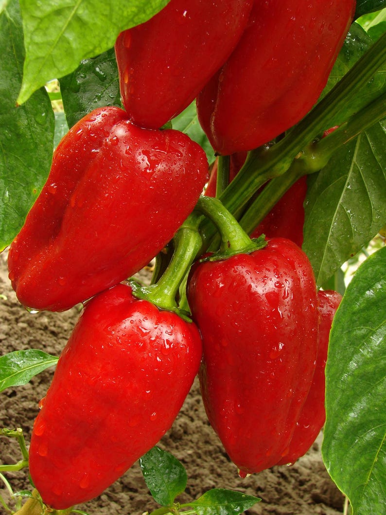 Puede incluir: Un grupo de pimientos rojos vibrantes que cuelgan del tallo de una planta verde. Los pimientos tienen una piel lisa y brillante con gotas de agua visibles en su superficie. Hojas verdes rodean los pimientos y el suelo es visible.
