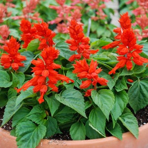 Pu&ograve; includere: Un vaso in terracotta riempito con vivaci fiori di salvia rossa e foglie verde brillante. La pianta presenta molteplici spighe erette di fiori rossi tubolari che si innalzano sopra un fogliame denso e seghettato.